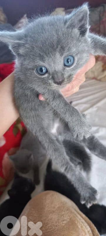 kittens for adoption FREE 1