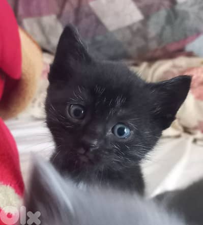 kittens for adoption FREE