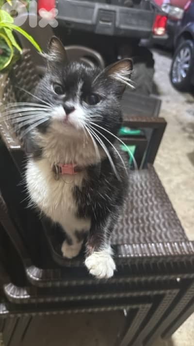 Friendly Young Tuxedo Cat for Adoption