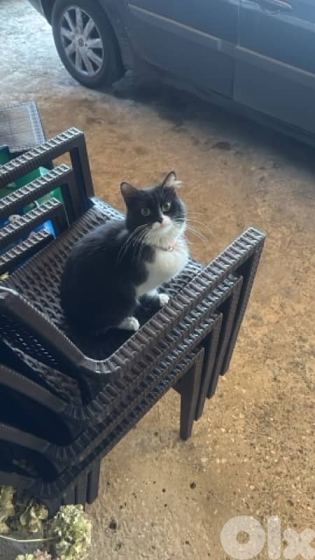 Friendly Young Tuxedo Cat for Adoption 1