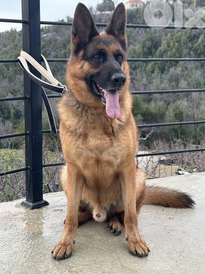 German Shepherd for sale