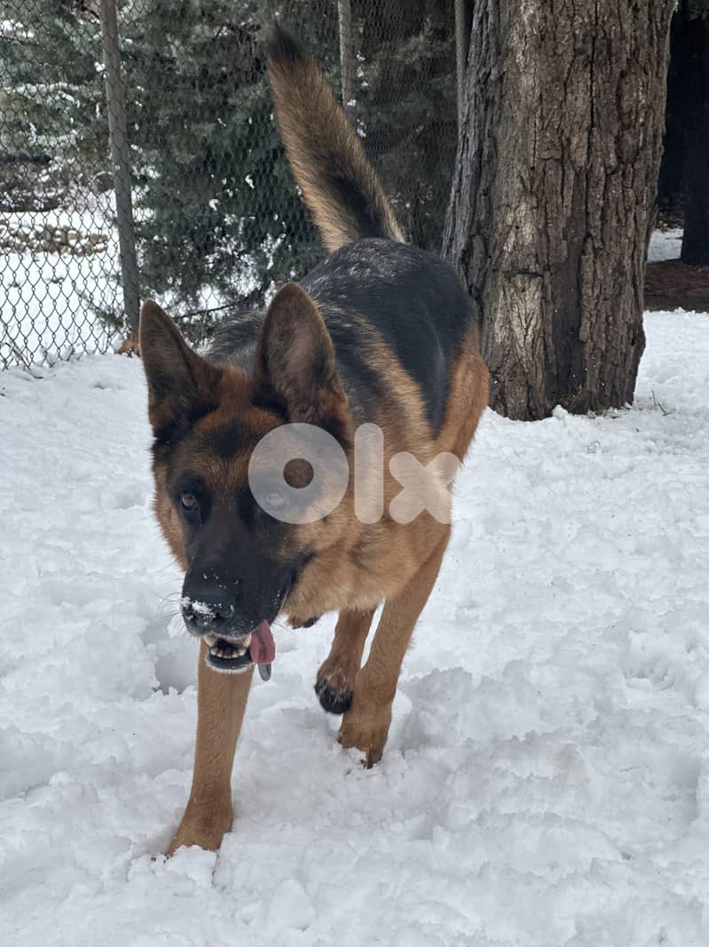 German Shepherd for sale 1
