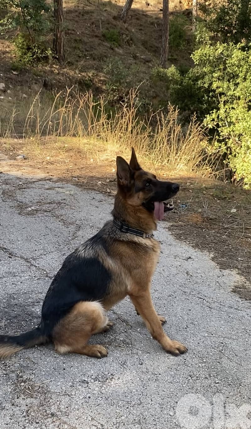 German Shepherd for sale 2