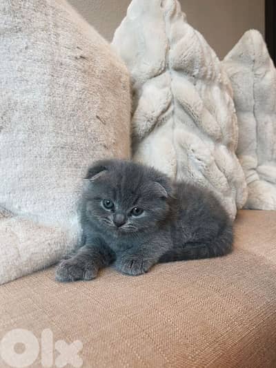 purest Scottish and British kittens HIGHT QUALITY