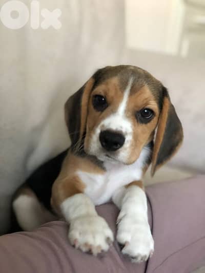 The Perfect Compamion Beagle Puppies Available in store