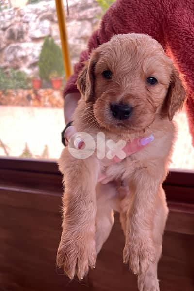 golden retriever puppies for sale