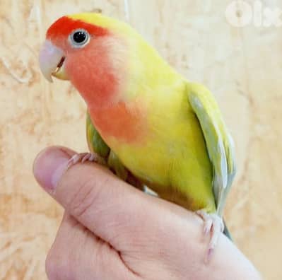 كروان تزئبم ايد