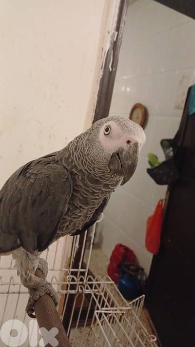 ببغاء كاسكو للبيع