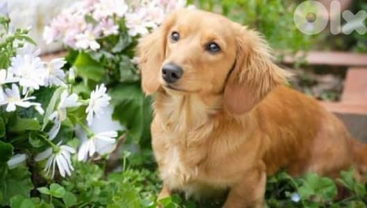 Female looking for a Male Stud.