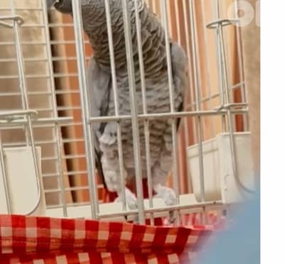 ببغاء كاسكو للبيع