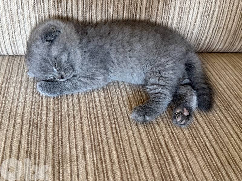 scottish fold kitten with best price 1