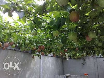 Passion fruit tree