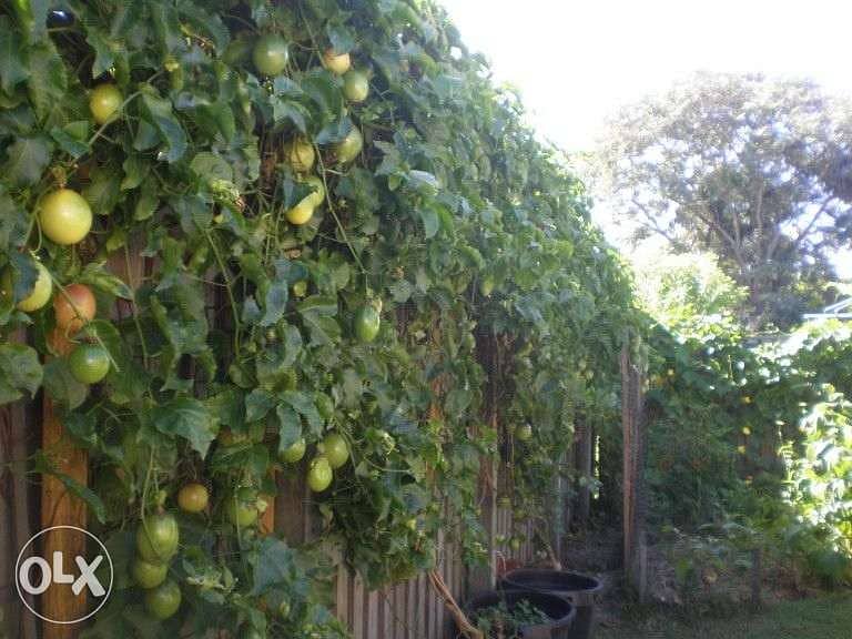 Passion fruit tree 1