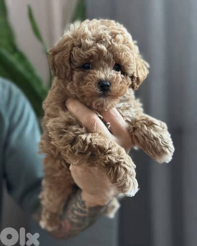 Maltipoo breed mix mini bichon and toy poodle