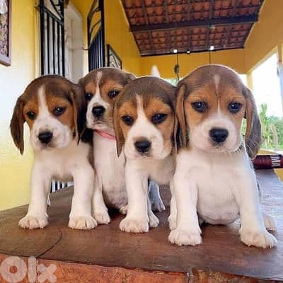 Beagle  Puppies /Available In Store & Delivery /Dog/Pure Breed