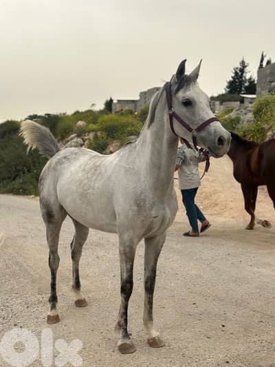 فرس بلا وراق