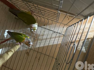 conure parrot pair جوز كونيور اناناس عالبيض جاهز