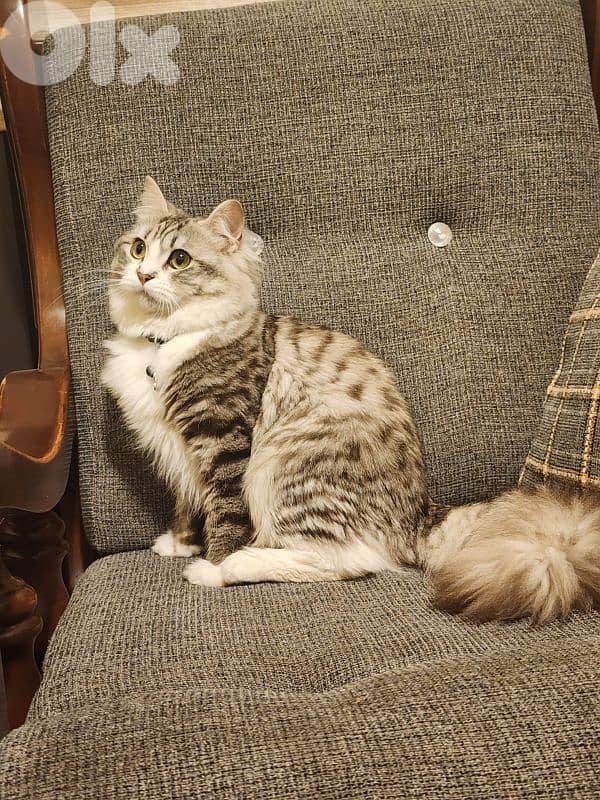 persion mix high quality silver tabby and white!!! 3