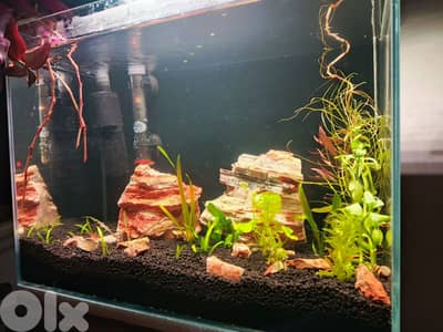 NEW freshwater aquarium planted for sale lower then cost price