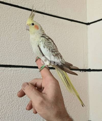 كروان تزئبم ايد