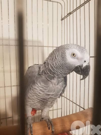 بغبغاء عائل متكلم ذكر