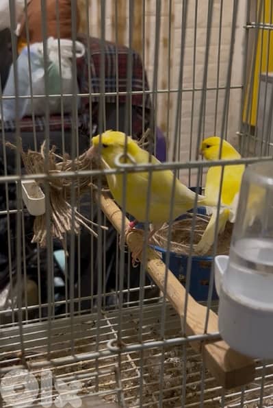 جوز ليبًو رينغ اسباني بدل عا فحل حسًون عتيق