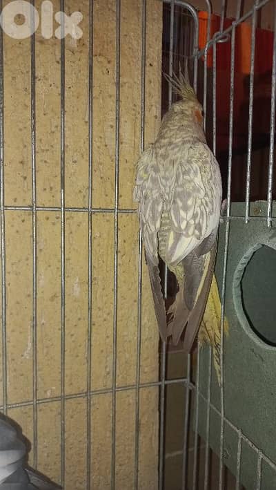 جوز كروان جاهزين