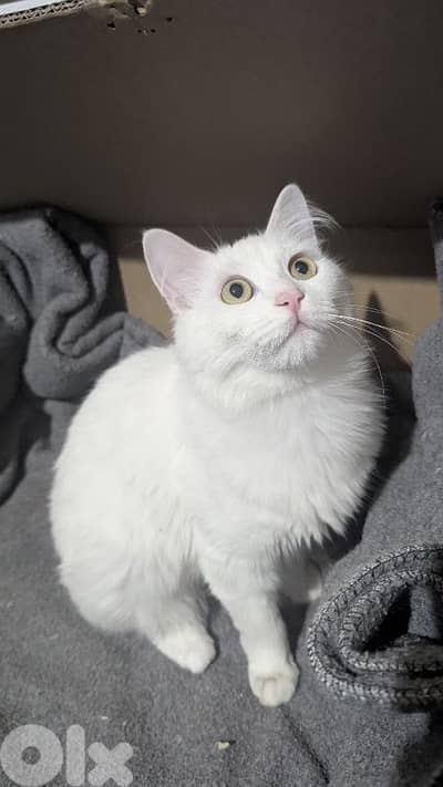 Very cutting Cat Angora Turkey