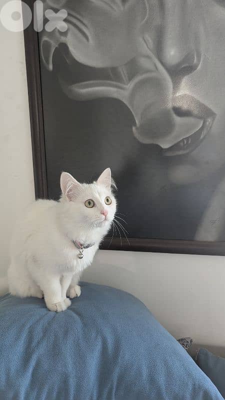 Very cutting Cat Angora Turkey 1