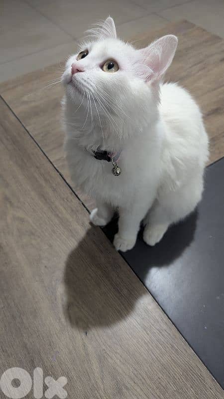 Very cutting Cat Angora Turkey 2