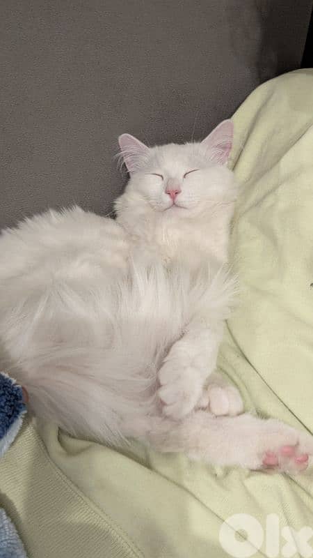 Very cutting Cat Angora Turkey 3