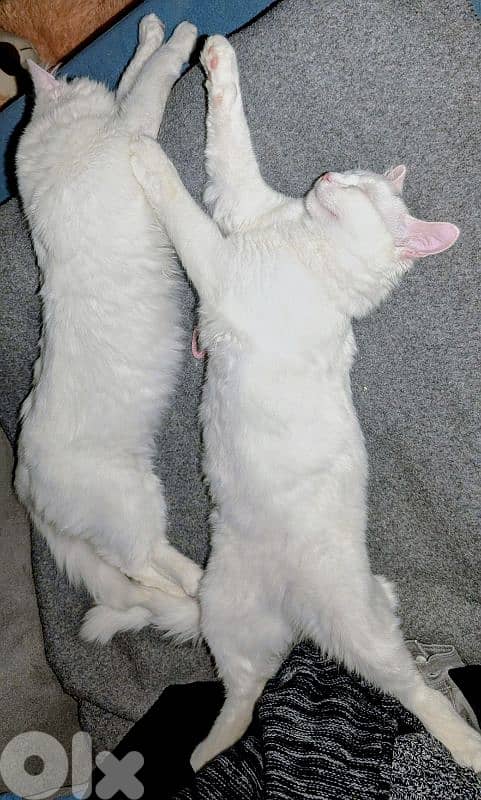 Very cutting Cat Angora Turkey 4