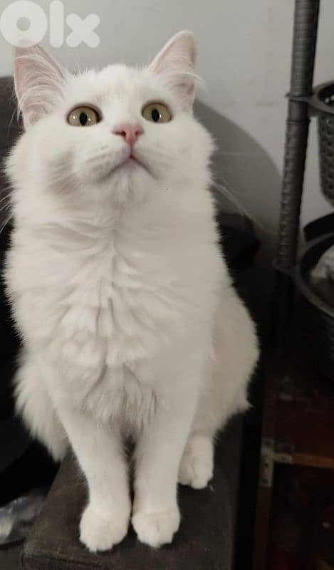 Very cutting Cat Angora Turkey 5