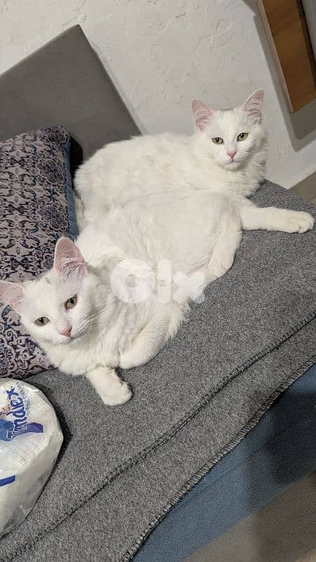 Very cutting Cat Angora Turkey 6