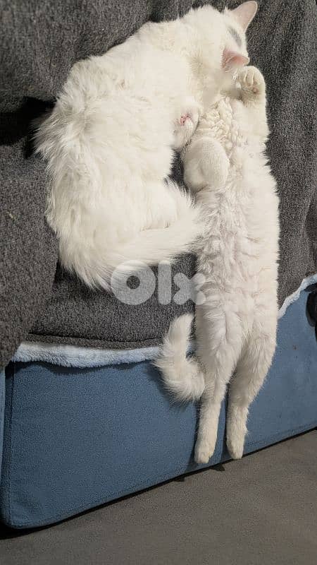 Very cutting Cat Angora Turkey 7