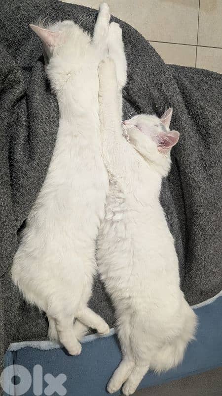 Very cutting Cat Angora Turkey 8