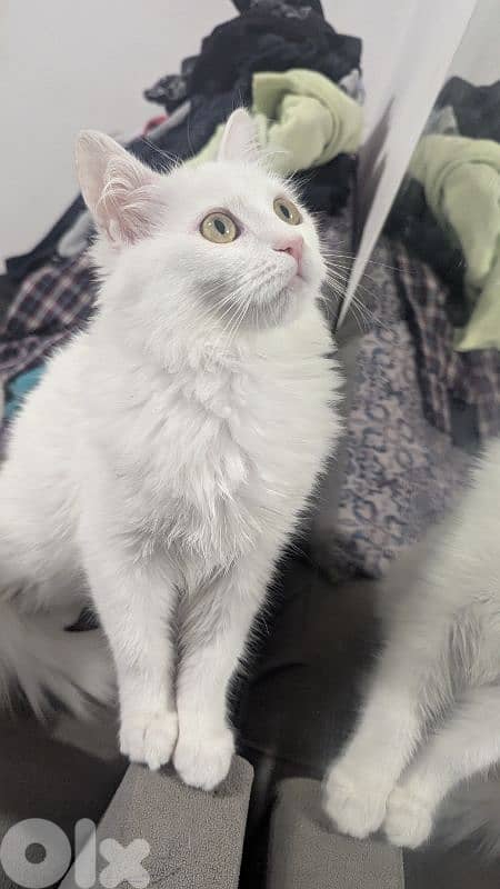 Very cutting Cat Angora Turkey 9