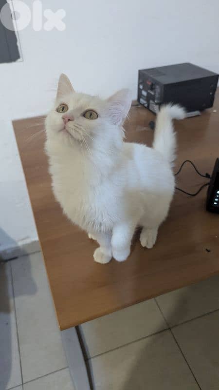 Very cutting Cat Angora Turkey 10