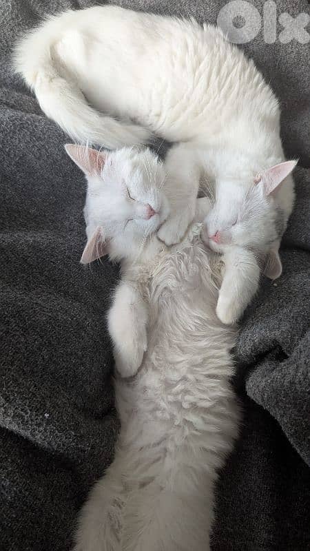 Very cutting Cat Angora Turkey 11