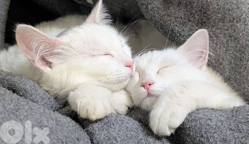 Very cutting Cat Angora Turkey 12