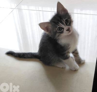 Robin is a two months old kitten for adoption