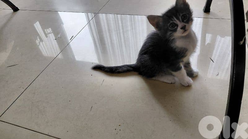 Robin is a two months old kitten for adoption 1