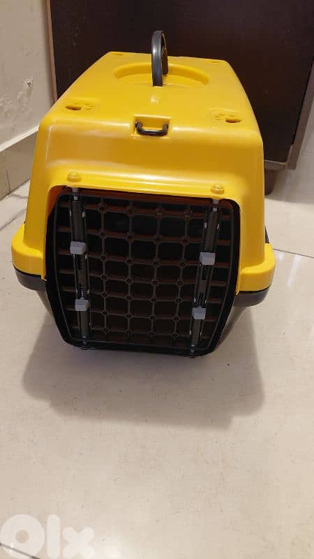 Robin is a two months old kitten for adoption 2