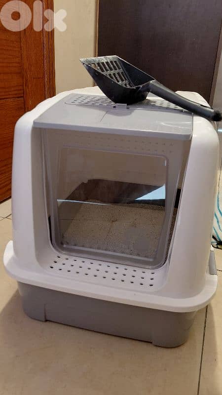 Robin is a two months old kitten for adoption 3