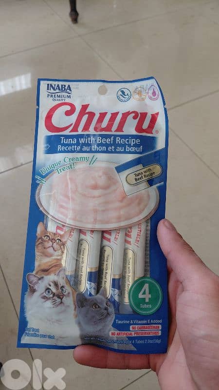 Robin is a two months old kitten for adoption 4