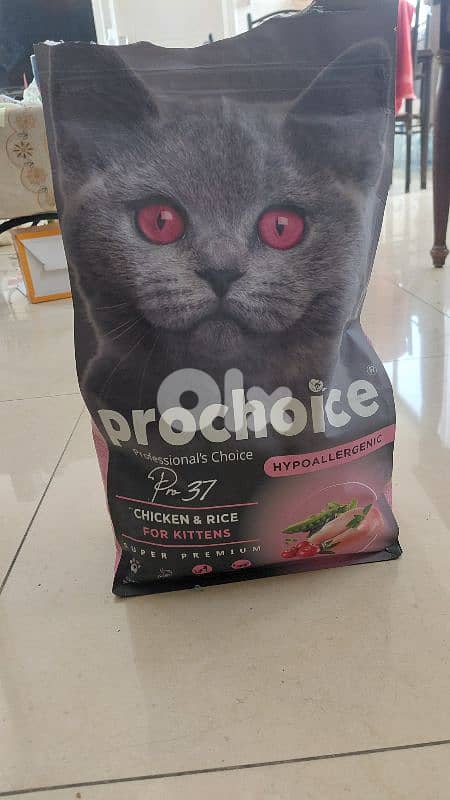 Robin is a two months old kitten for adoption 5