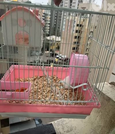 hamester cage