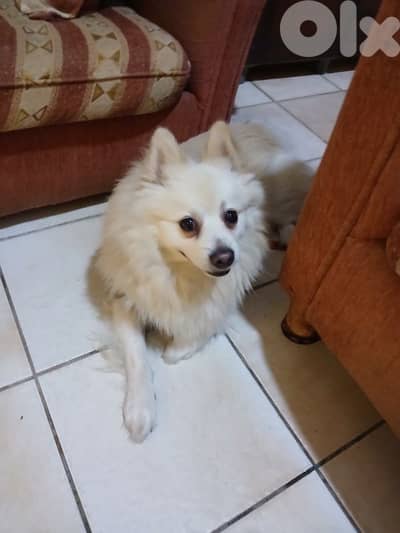 dog loulou for sale in 100$ only hav vaccin hav medical book