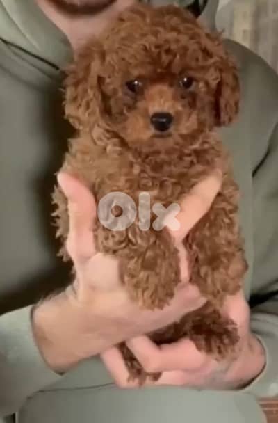 mtloub poodle friendly m3 lwled