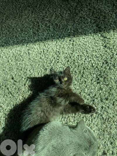 CUTEST FRIENDLIEST KITTEN FOR ADOPTION